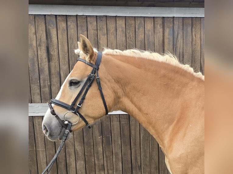 Haflinger Mare 8 years 14,2 hh Chestnut-Red in Mülheim an der Ruhr