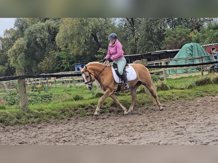 Haflinger Mare 8 years 14,2 hh Chestnut-Red in Mülheim an der Ruhr