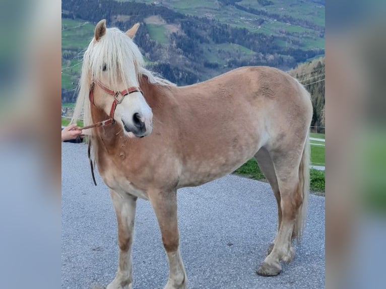 Haflinger Mare 8 years 14,2 hh Chestnut-Red in Taxenbach