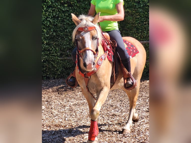 Haflinger Mare 8 years 14,2 hh Chestnut-Red in Linkenbach