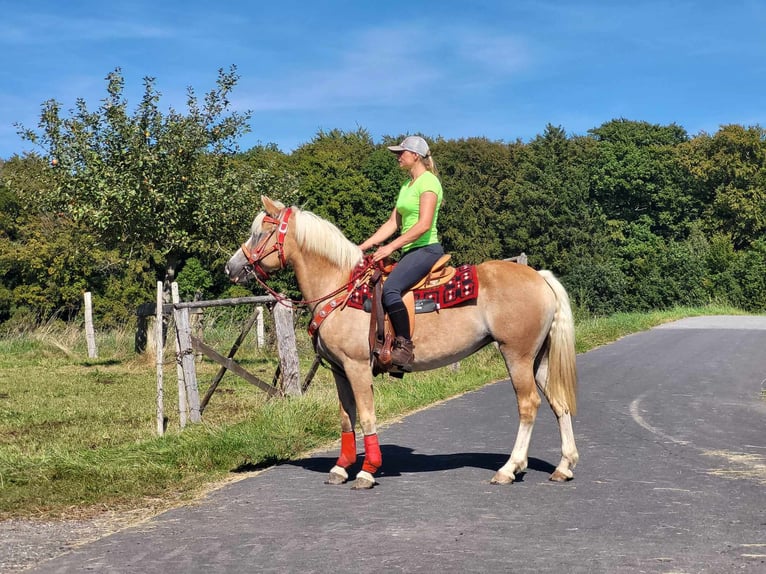 Haflinger Mare 8 years 14,2 hh Chestnut-Red in Linkenbach