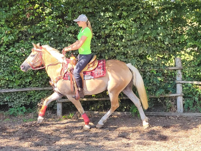 Haflinger Mare 8 years 14,2 hh Chestnut-Red in Linkenbach