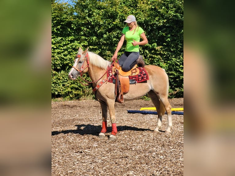 Haflinger Mare 8 years 14,2 hh Chestnut-Red in Linkenbach