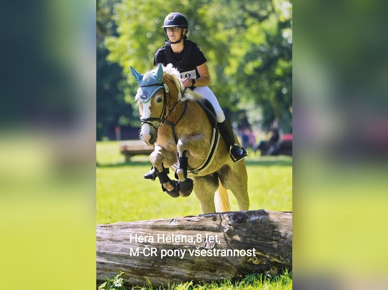 Haflinger Mare 8 years 14,2 hh Palomino in Brno