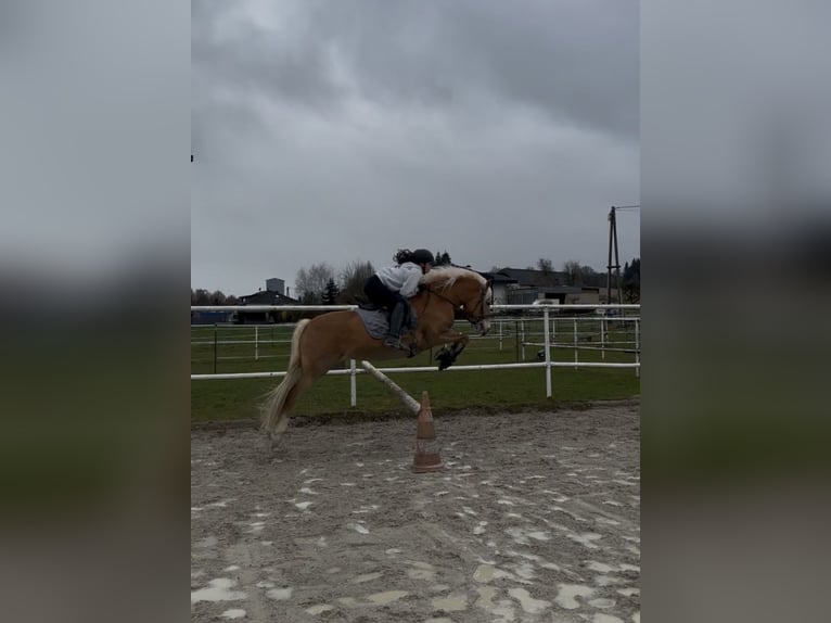 Haflinger Mare 8 years 14.2 hh Sorrel in Weißenbach am Lech