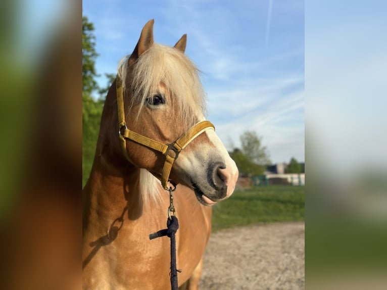 Haflinger Mare 8 years 14.2 hh Sorrel in Weißenbach am Lech