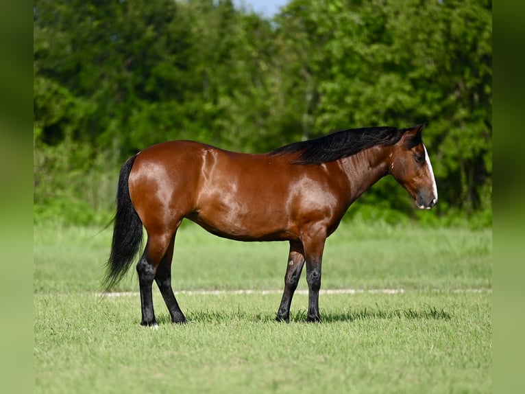 Haflinger Mix Mare 8 years 14 hh Bay in Waco