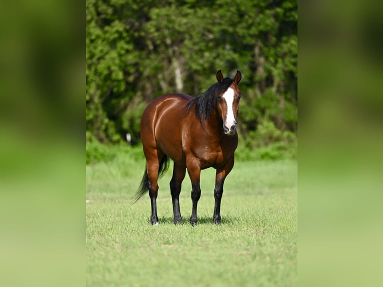 Haflinger Mix Mare 8 years 14 hh Bay in Waco