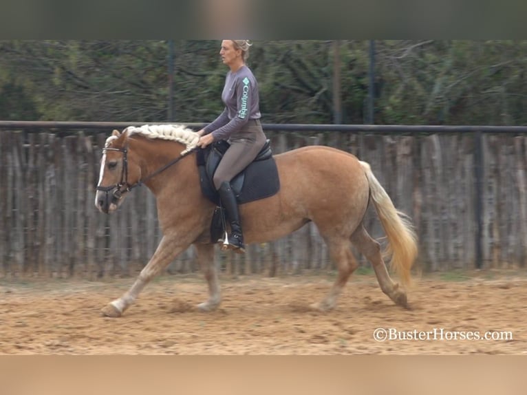 Haflinger Mare 8 years 14 hh Chestnut in Weatherford TX