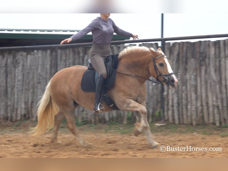 Haflinger Mare 8 years 14 hh Chestnut in Weatherford TX