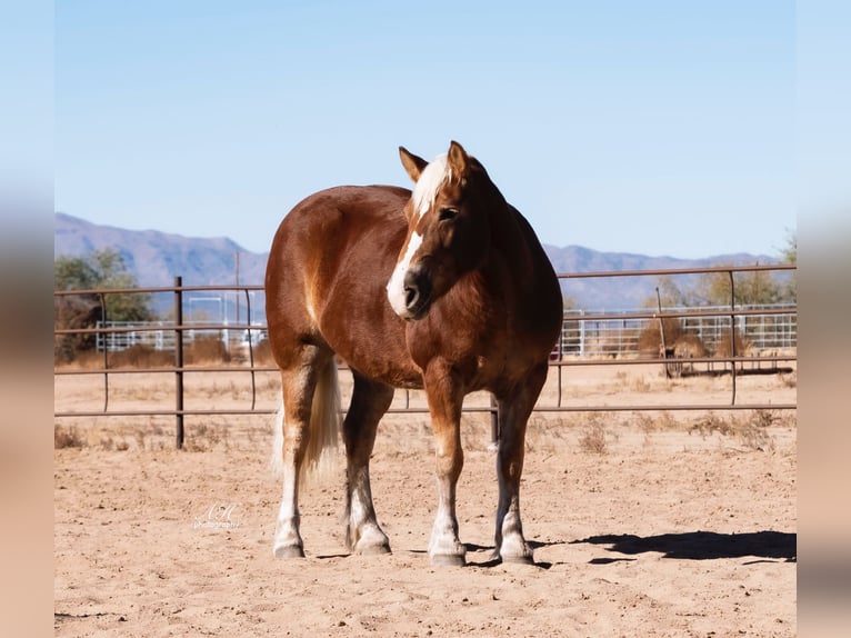 Haflinger Mare 8 years 14 hh in Aguila, AZ