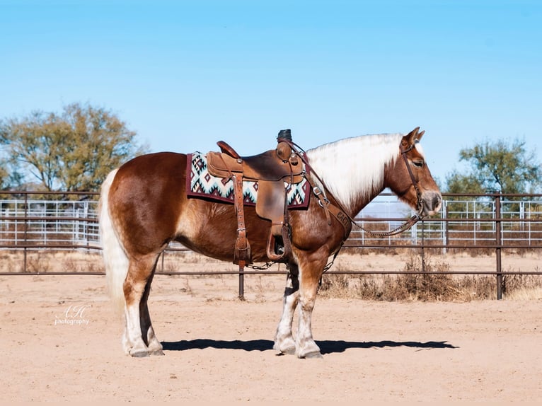 Haflinger Mare 8 years 14 hh in Aguila, AZ