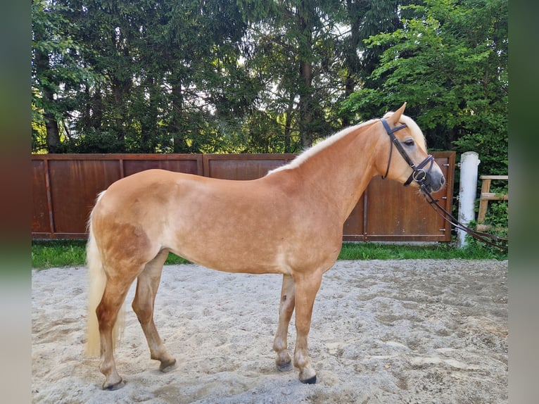 Haflinger Mare 8 years 14,1 hh Chestnut-Red in Gummern