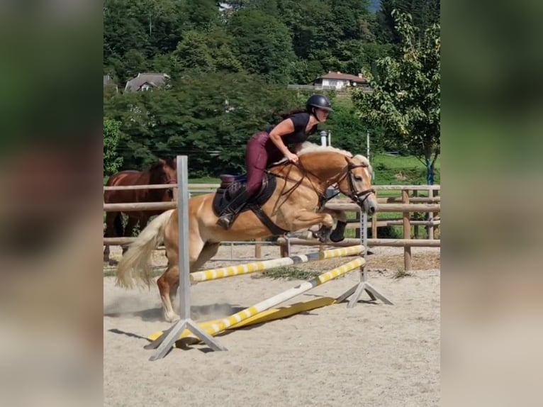 Haflinger Mare 8 years 14,1 hh Chestnut-Red in Gummern