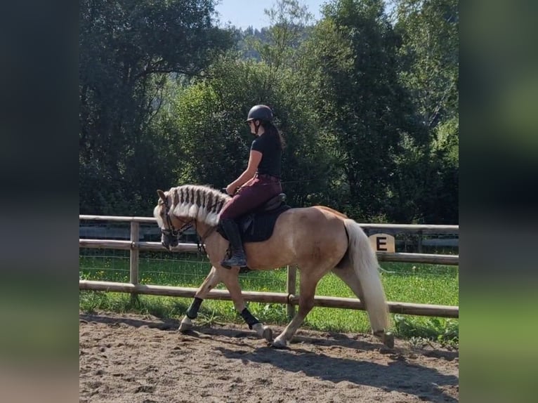 Haflinger Mare 8 years 14,1 hh Chestnut-Red in Gummern
