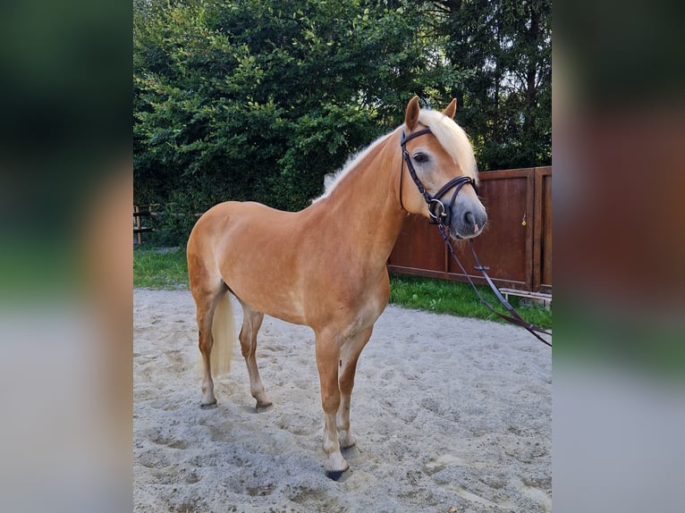 Haflinger Mare 8 years 14,1 hh Chestnut-Red in Gummern