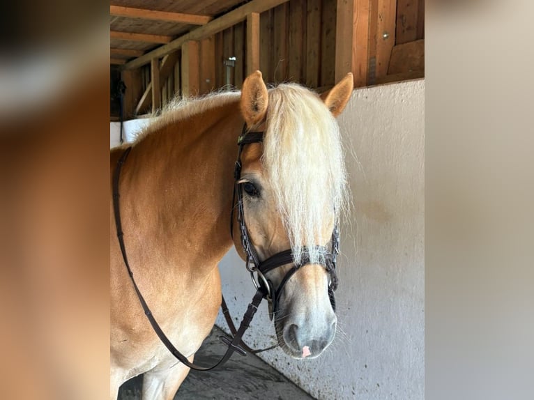 Haflinger Mare 8 years 14,1 hh Chestnut-Red in Gummern