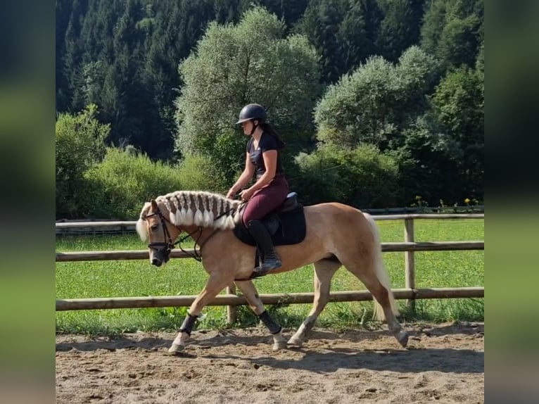 Haflinger Mare 8 years 14,1 hh Chestnut-Red in Gummern