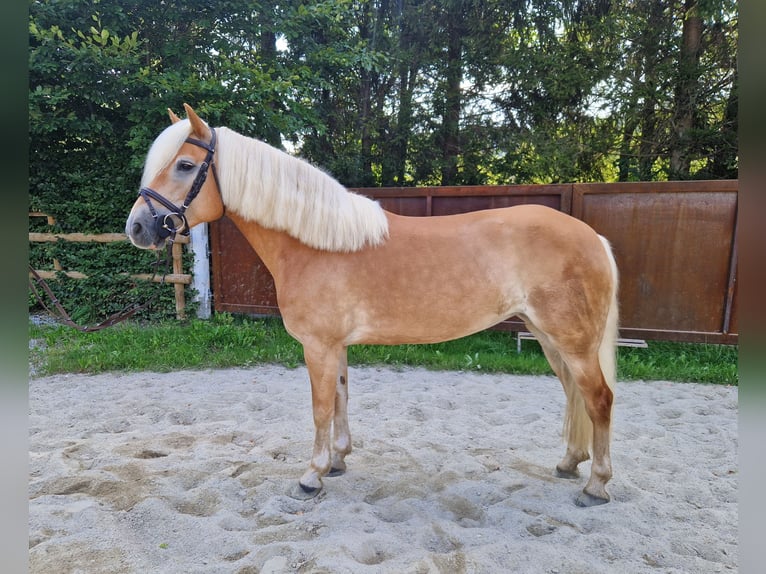 Haflinger Mare 8 years 14,1 hh Chestnut-Red in Gummern
