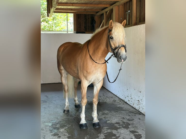 Haflinger Mare 8 years 14,1 hh Chestnut-Red in Gummern