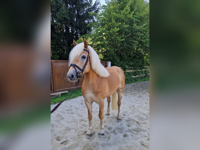 Haflinger Mare 8 years 14,1 hh Chestnut-Red in Gummern