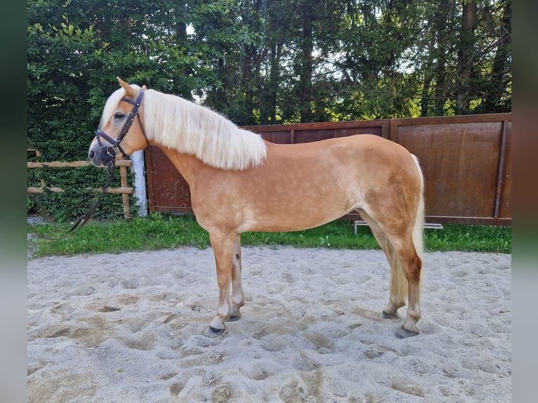 Haflinger Mare 8 years 14,1 hh Chestnut-Red in Gummern