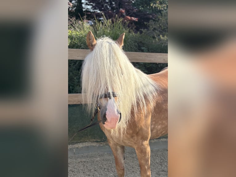 Haflinger Mare 8 years 14,2 hh Chestnut-Red in Iggingen