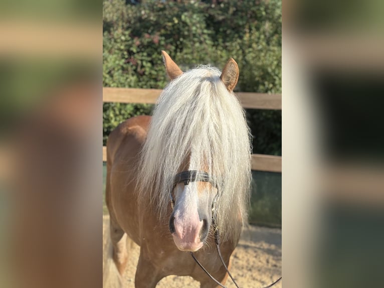 Haflinger Mare 8 years 14,2 hh Chestnut-Red in Iggingen