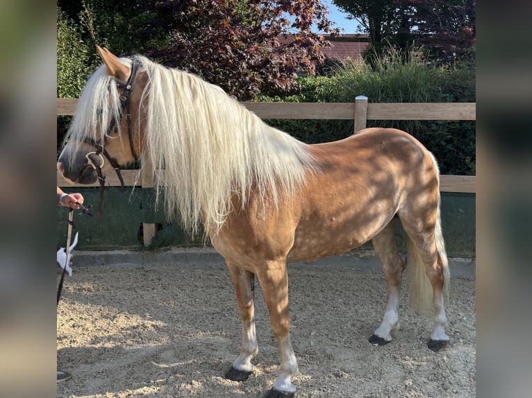 Haflinger Mare 8 years 14,2 hh Chestnut-Red in Iggingen