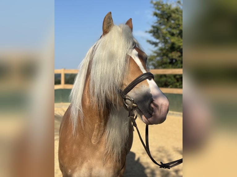 Haflinger Mare 8 years 14,2 hh Chestnut-Red in Iggingen