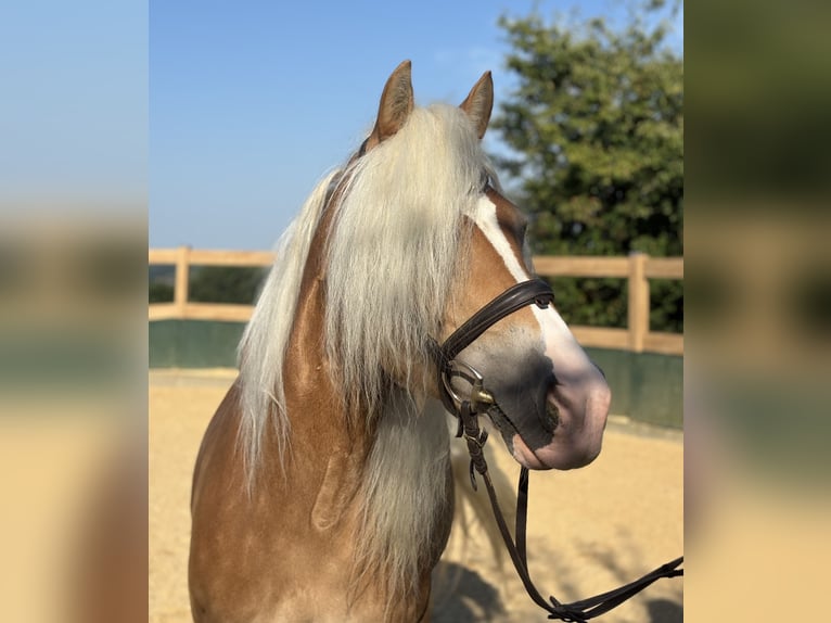 Haflinger Mare 8 years 14,2 hh Chestnut-Red in Iggingen