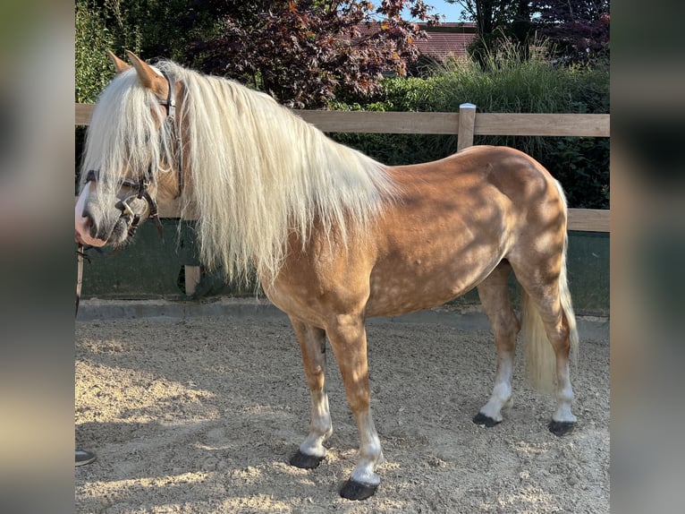 Haflinger Mare 8 years 14,2 hh Chestnut-Red in Iggingen