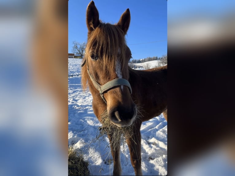 Haflinger Mix Mare 8 years 14,2 hh Chestnut-Red in St.Andrä Haflinger Mix Mare 8 years 14,2 hh Chestnut-Red in St.Andrä