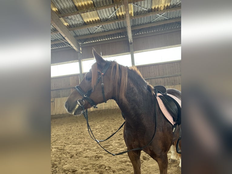 Haflinger Mix Mare 8 years 14,2 hh Chestnut-Red in St.Andrä Haflinger Mix Mare 8 years 14,2 hh Chestnut-Red in St.Andrä
