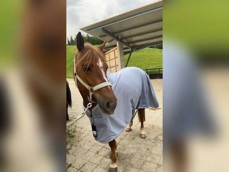 Haflinger Mix Mare 8 years 14,2 hh Chestnut-Red in St.Andrä Haflinger Mix Mare 8 years 14,2 hh Chestnut-Red in St.Andrä