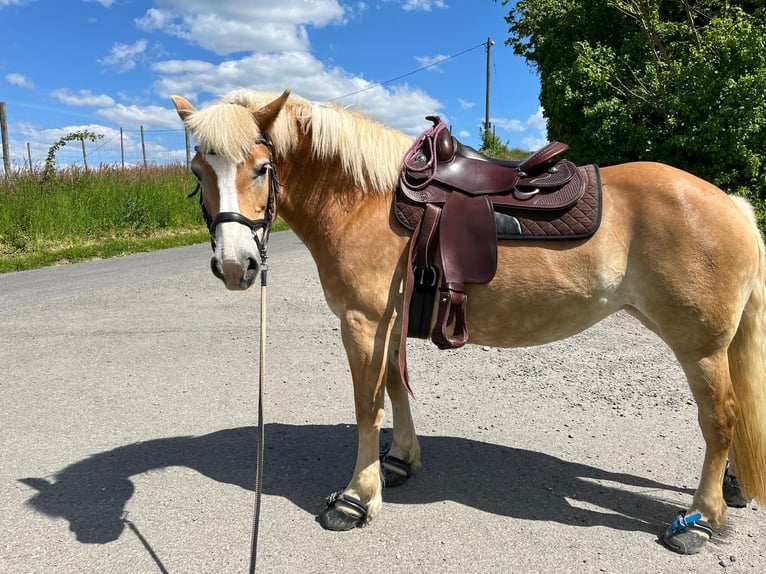 Haflinger Mare 8 years 14,2 hh Palomino in Niederzier
