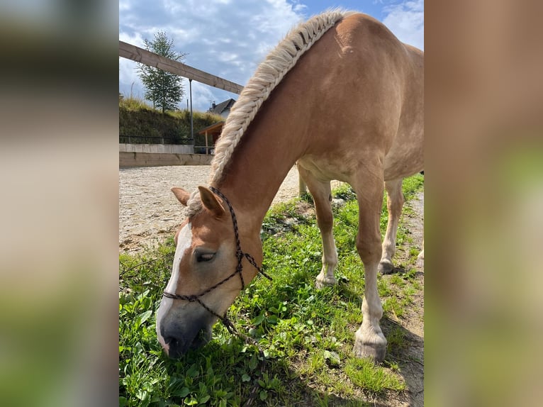Haflinger Mare 8 years 14,2 hh Palomino in Niederzier