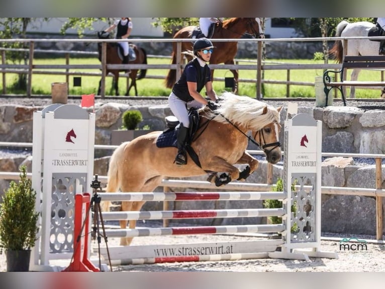 Haflinger Mare 8 years 14,3 hh Champagne in Schwoich