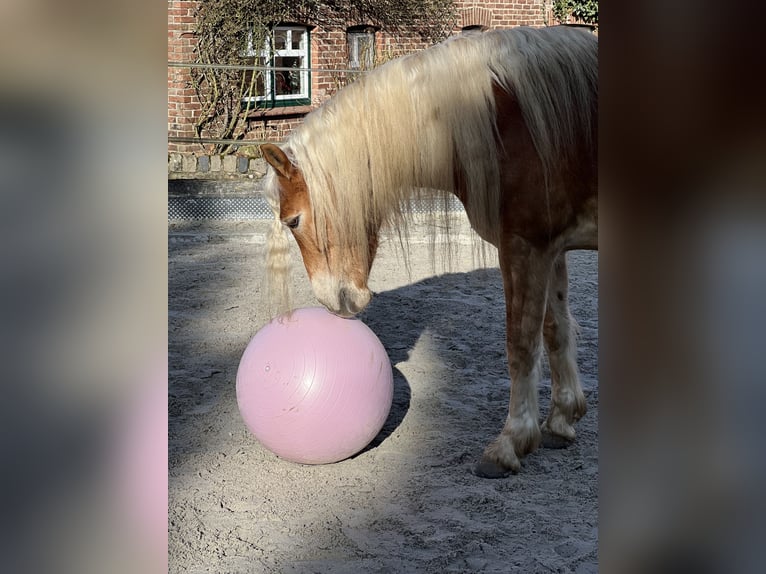 Haflinger Mare 8 years 15.1 hh Chestnut-Red in Spenge