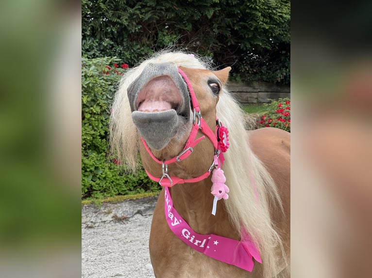 Haflinger Mare 8 years 15.1 hh Chestnut-Red in Spenge
