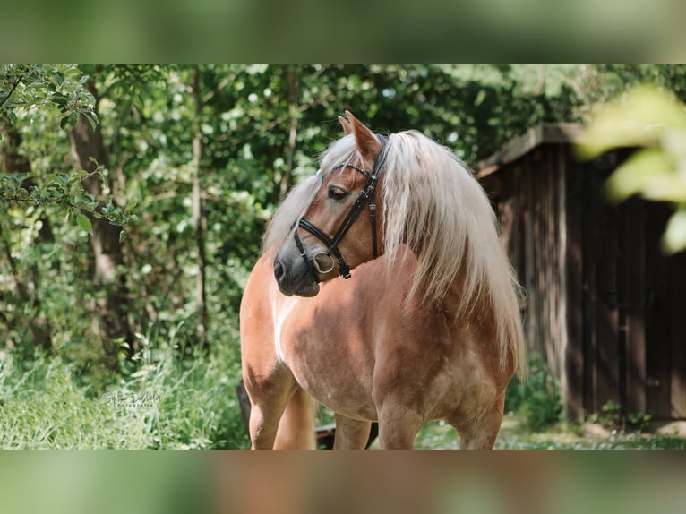Haflinger Mare 8 years 15.1 hh Chestnut-Red in Spenge