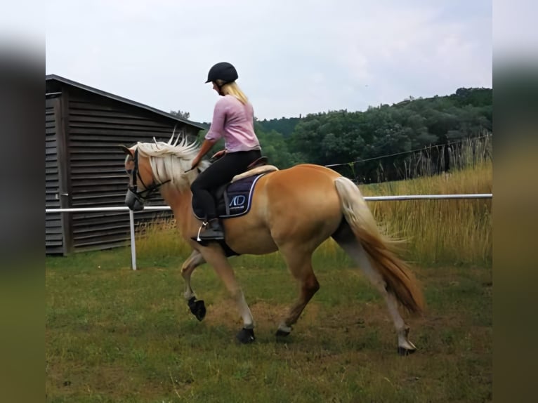 Haflinger Mare 8 years 15 hh Chestnut-Red in Groß Polzin