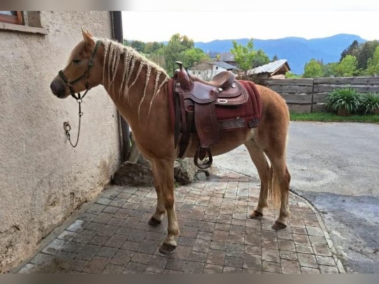 Haflinger Mare 8 years 15,1 hh Chestnut-Red in Sankt Peter am Kammersberg