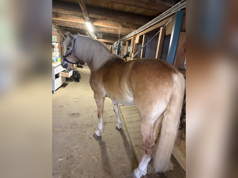 Haflinger Mare 8 years 15,1 hh Chestnut-Red in Sankt Peter am Kammersberg