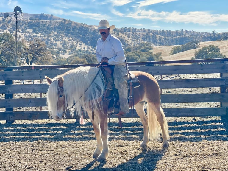 Haflinger Mare 8 years Chestnut in Paicines, CA