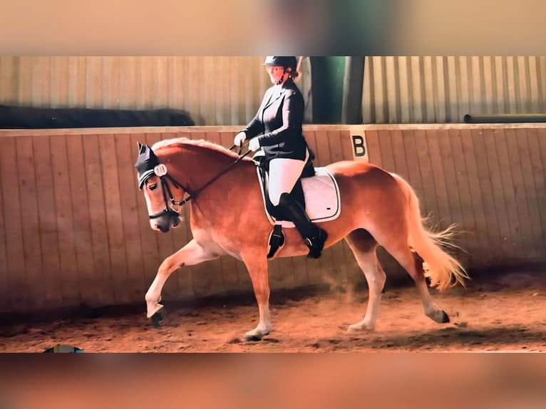Haflinger Mare 8 years  in Burscheid