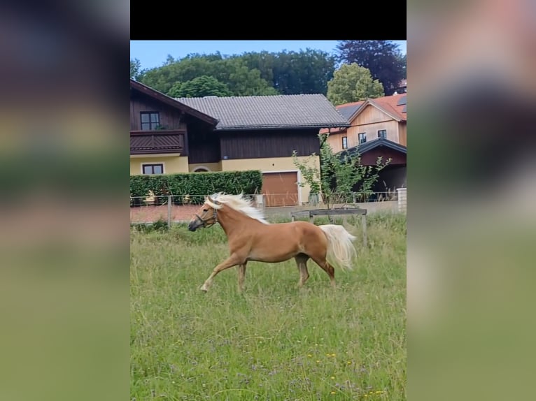 Haflinger Mare 8 years  in Attersee am Attersee