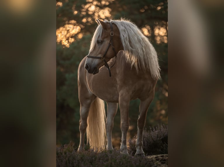 Haflinger Mare 8 years  in Langerwehe