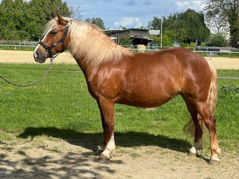 Haflinger Mare 9 years 14.1 hh Chestnut-Red in Lahnau