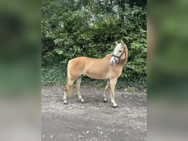 Haflinger Mare 9 years 14,1 hh Chestnut-Red in Oberhausen